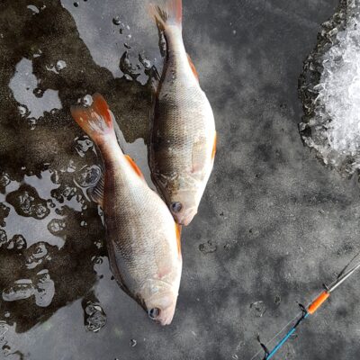 Eurasian perch