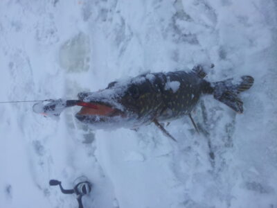 Northern Pike