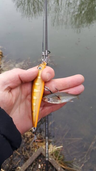Roach