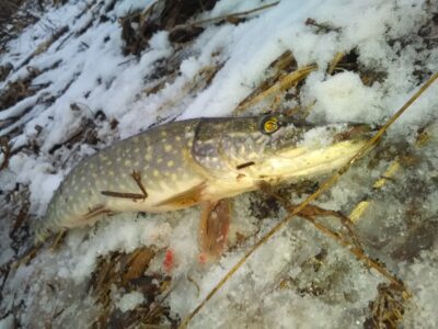 Northern Pike, 1.0 kg
