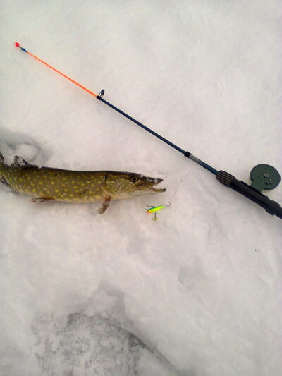 Northern Pike — Žilmas