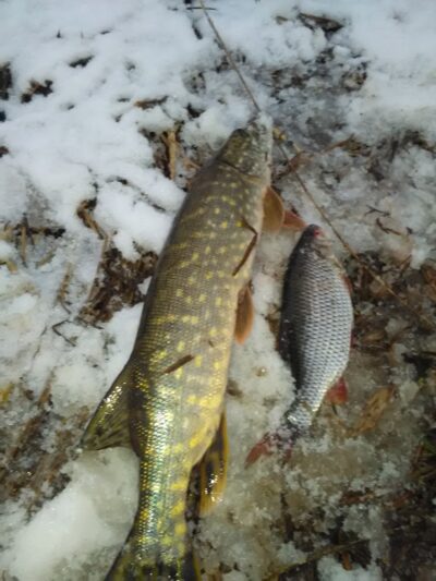 chub ×2