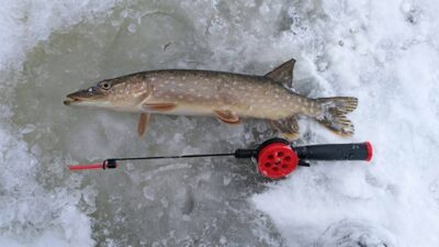 Northern Pike — Antanavo HE