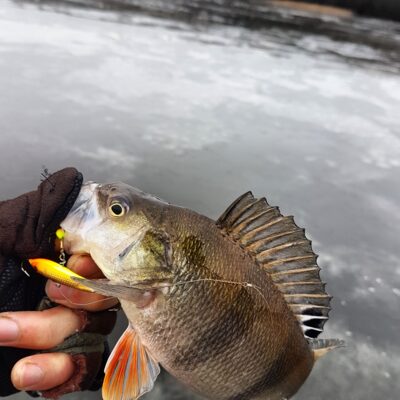 Eurasian perch