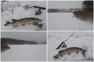 Northern Pike, 1.0 kg