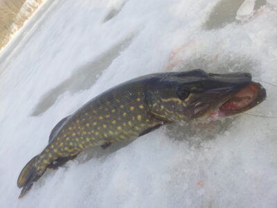 Northern Pike