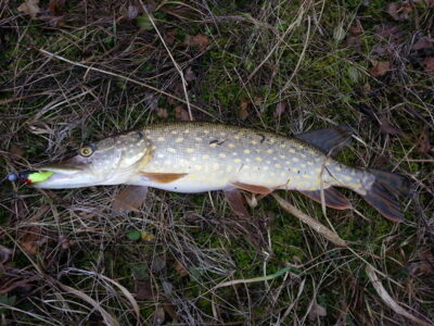 Northern Pike, 1.2 kg