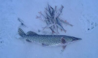 Northern Pike, 1.3 kg — Asveja