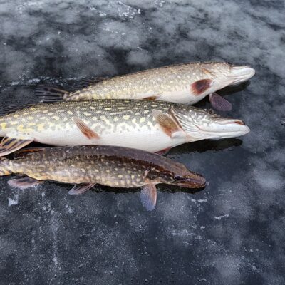 Northern Pike ×3