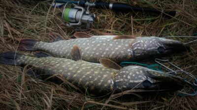 Northern Pike, 1.5 kg — Skirvytė