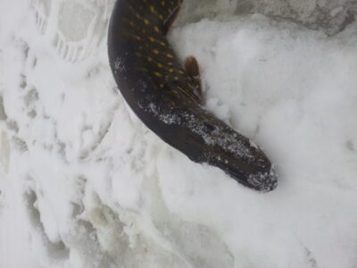 Northern Pike