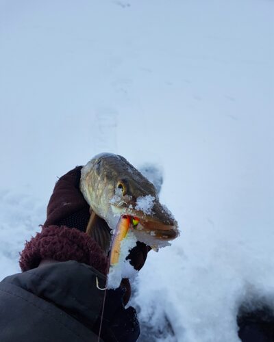 Northern Pike