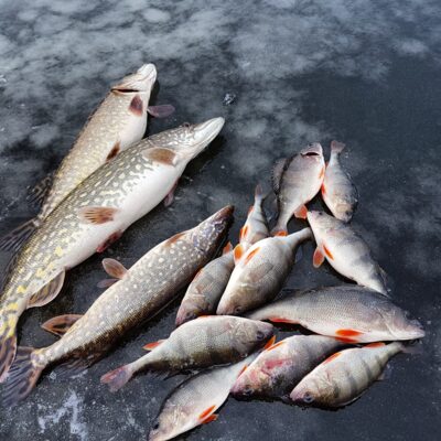 Eurasian perch