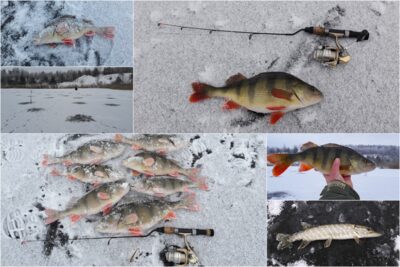 Eurasian perch ×7