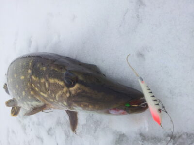 Northern Pike, 1.6 kg