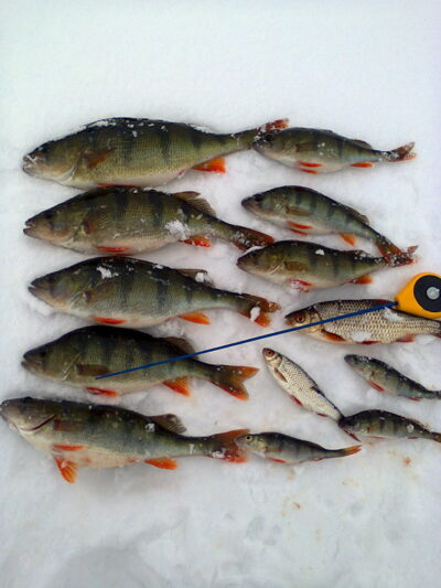 Eurasian perch — Rūžas