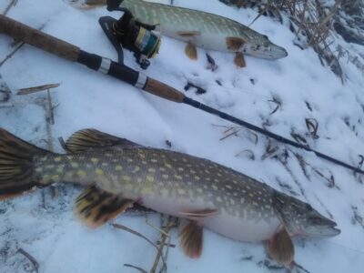 Northern Pike ×2
