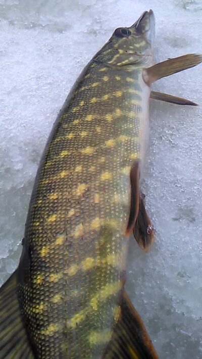Northern Pike