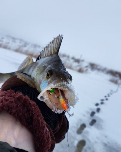Eurasian perch