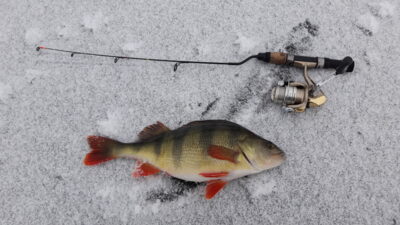 Eurasian perch, 0.8 kg