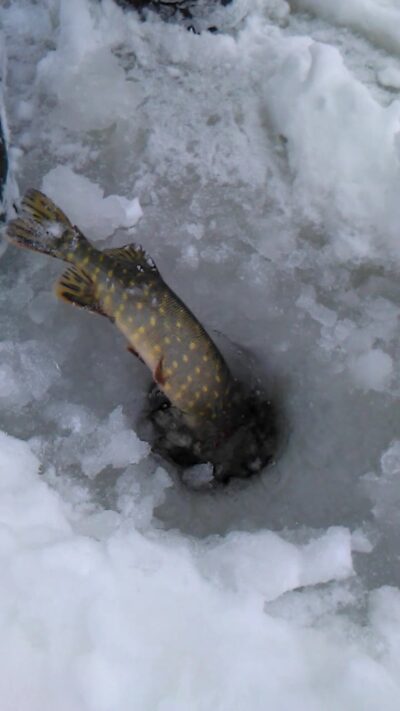 Northern Pike