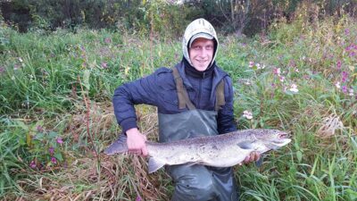 Atlantic salmon, 12.0 kg