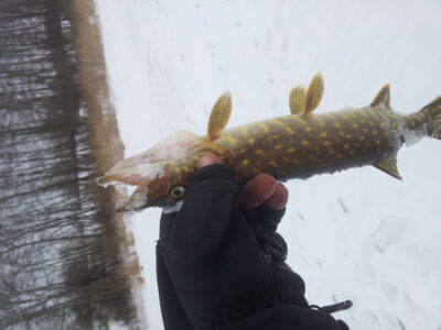 Northern Pike