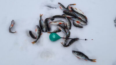 Eurasian perch ×10