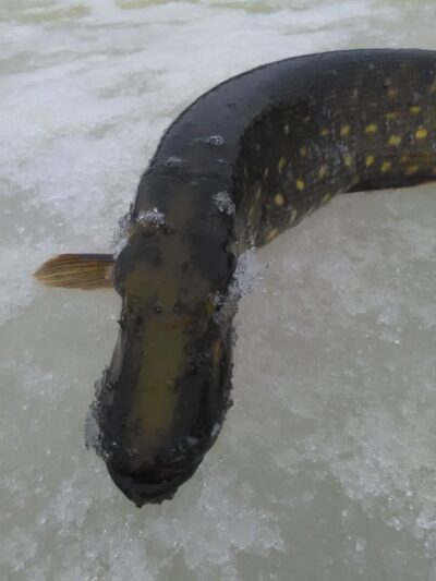 Northern Pike