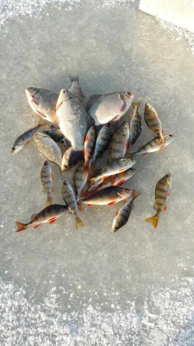 Prussian carp, 0.4 kg