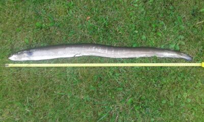European eel, 2.0 kg — Neman River