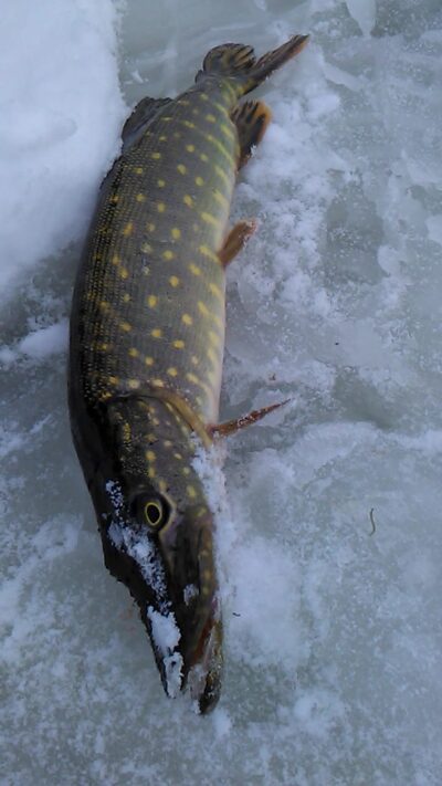 Northern Pike
