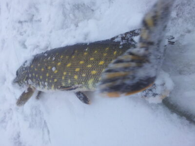 Northern Pike