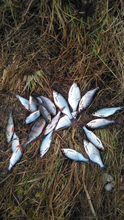 Roach — Lėvuo