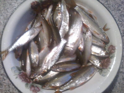 Roach, 1.4 kg — Terpežys
