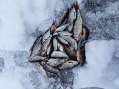 Roach ×18 — Gruodys