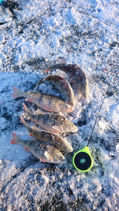Eurasian perch ×6 — Elektrėnai reservoir