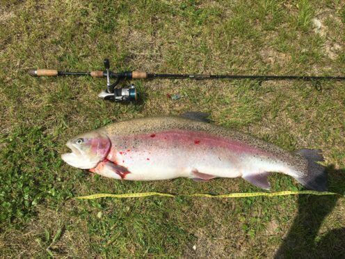 Brown Trout, 15lb 6oz, 2ft 8in , cought at 05/21/2017 - information ...
