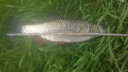 chub, 14oz, 12in , cought at 06/23/2017 - information about the catch ...