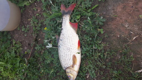 Italian Rudd Rudd, 1lb 12oz , cought at 08/15/2018 - information about the catch ...