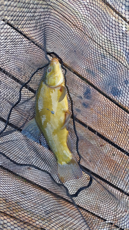 Tench , cought at 07/12/2023 - information about the catch
