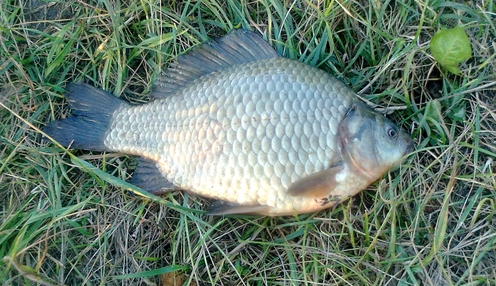 Prussian carp, 2lb 1oz, 1ft 2in , cought at 06/20/2023