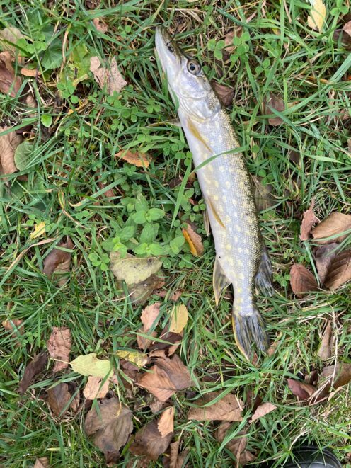 Northern Pike — Smilga