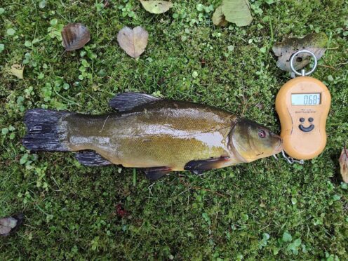 Tench — Sartai