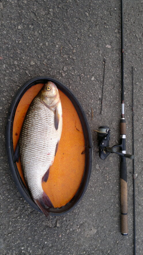 Ide Catching Ide, 4lb 6oz , cought at 06/28/2014 - information about the catch ...
