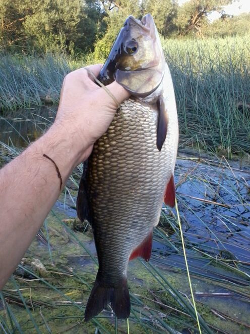 Ide Catching Ide, 1ft 6(1/2)in , cought at 07/14/2014 - information about the catch ...