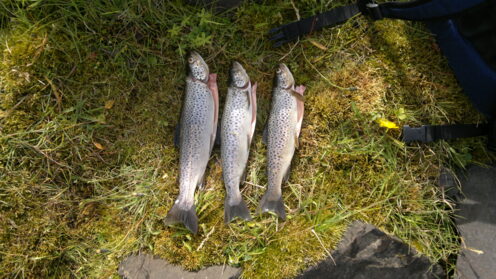 Brown Trout, 1ft 2in , cought at 08/30/2014 - information about the ...