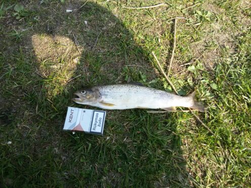 Brown Trout, 771lb 9oz, 12in , cought at 04/25/2015 - information about ...