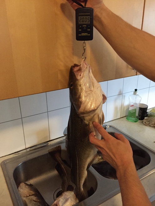Atlantic cod, 4lb 6oz , cought at 04/14/2016 - information about the ...