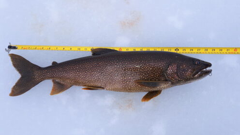 Opsaridium Lake trout (Opsaridium microcephalum) fishing on lakes | pinfishing.com